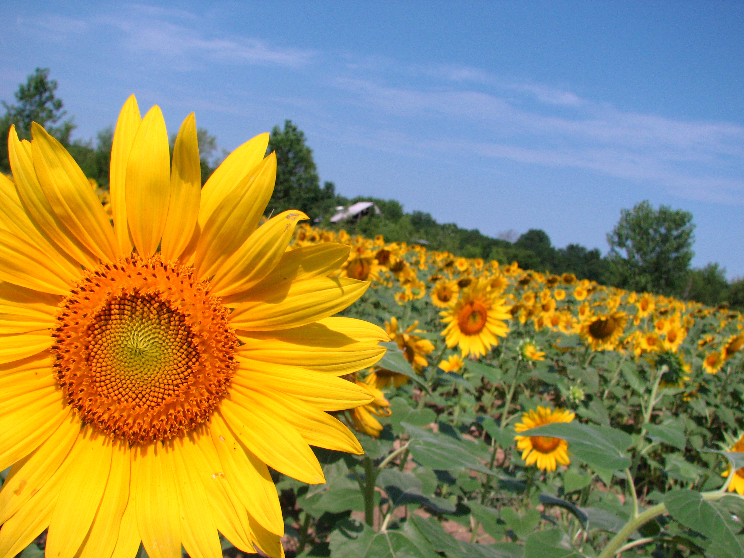 Dove Kandy Sunflowers (25 bag) Seed Mix Pheasants Forever